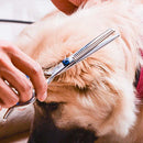 Tesoura Para Tosa Pet 6 em 1