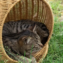 Ninho Suspenso de Vime para Gatos PatinhaPlus©