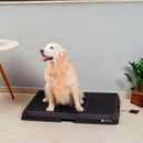 Weasy Cão – O Banheiro Inteligente