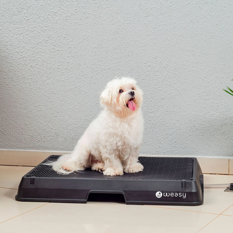 Weasy Cão – O Banheiro Inteligente